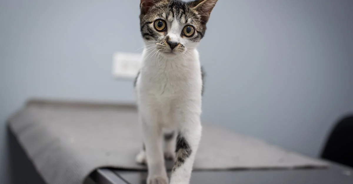 chat adoption paris : les meilleurs site pour adopter ! — Adoptez un chat à Paris : votre guide incontournable