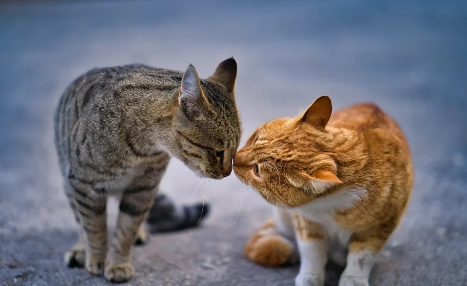 chats et communication par pheromones — chats et communication par pheromones