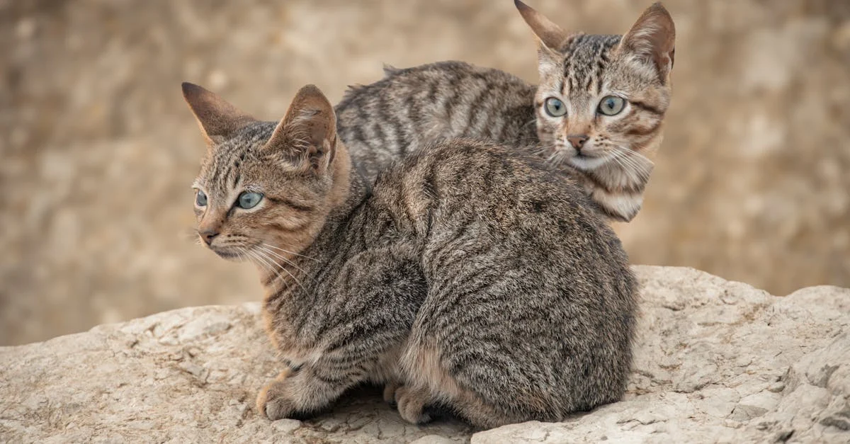 chats et communication par pheromones — Comprendre la communication des chats par phéromones