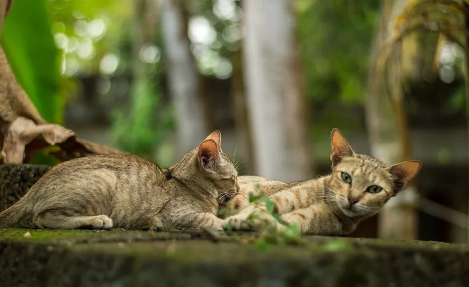 est ce que les chats peuvent avoir le hoquet — est ce que les chats peuvent avoir le hoquet