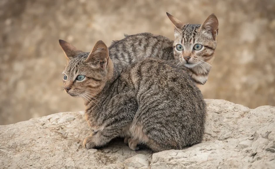 langage corporel des chats en crise — langage corporel des chats en crise