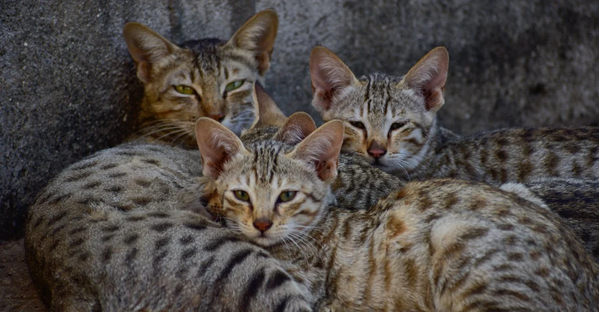 langage corporel des chats en crise — Décrypter le langage corporel des chats en crise : une analyse approfondie