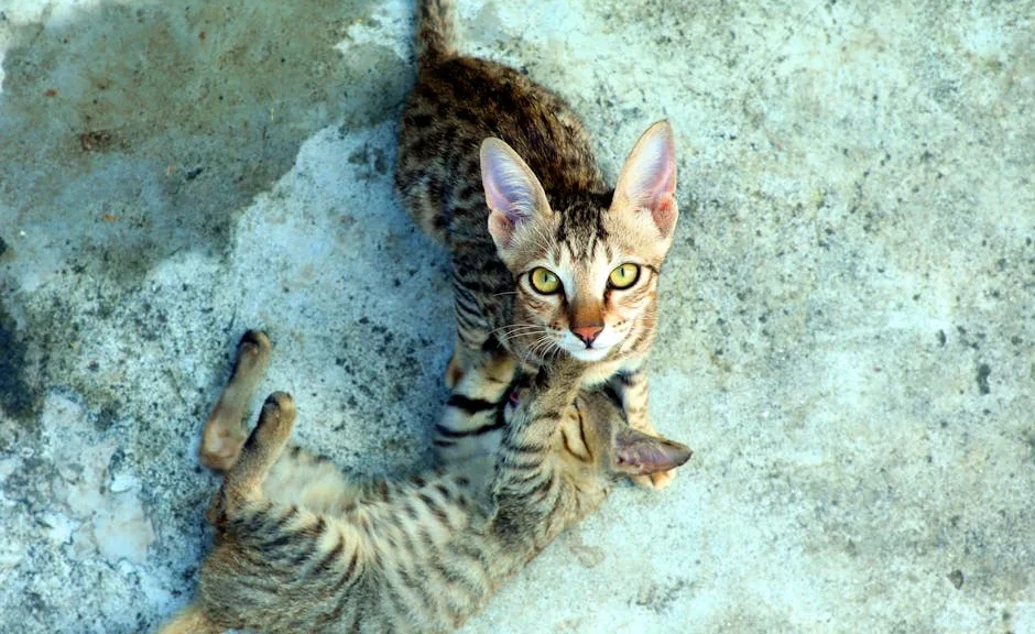 les bruits qui attire les chats — les bruits qui attire les chats