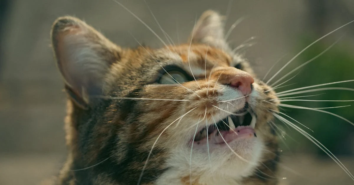 miaulement chat communication ultrason — Les Mystères du Miaulement : Décodage de la Communication Ultrason des Chats
