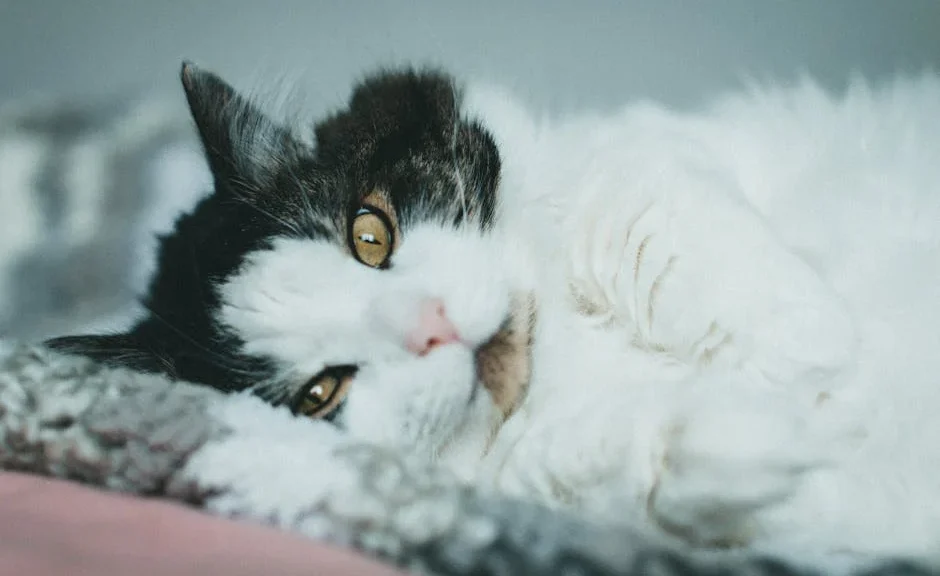mon chat a le hoquet quand il ronronne — mon chat a le hoquet quand il ronronne
