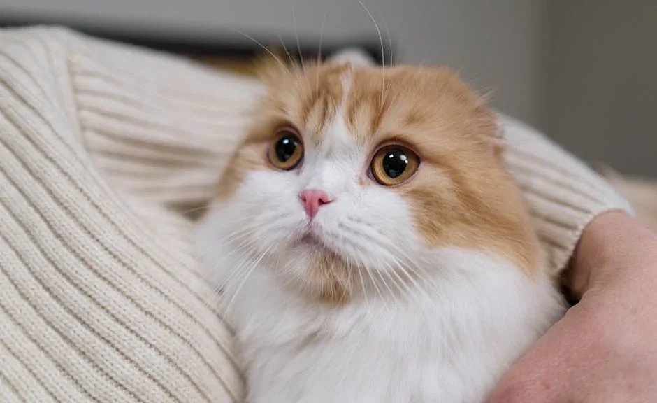 mon chat a le hoquet quand il ronronne — mon chat a le hoquet quand il ronronne