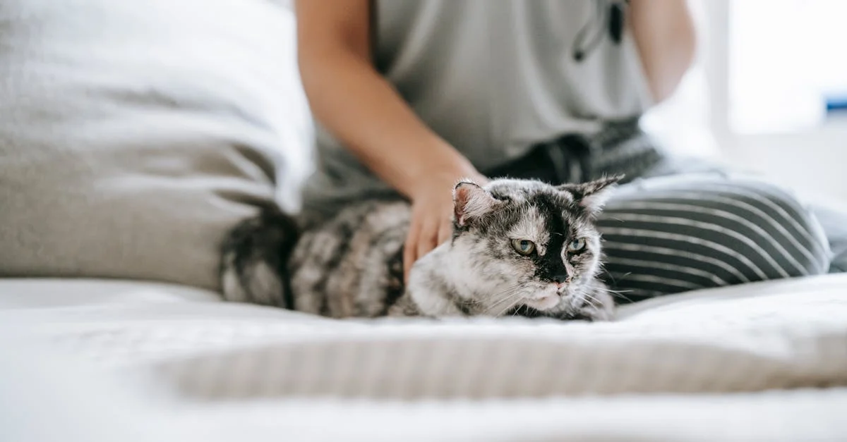 mon chat a le hoquet quand il ronronne — Mon chat a le hoquet quand il ronronne : comprenez ce comportement mystérieux