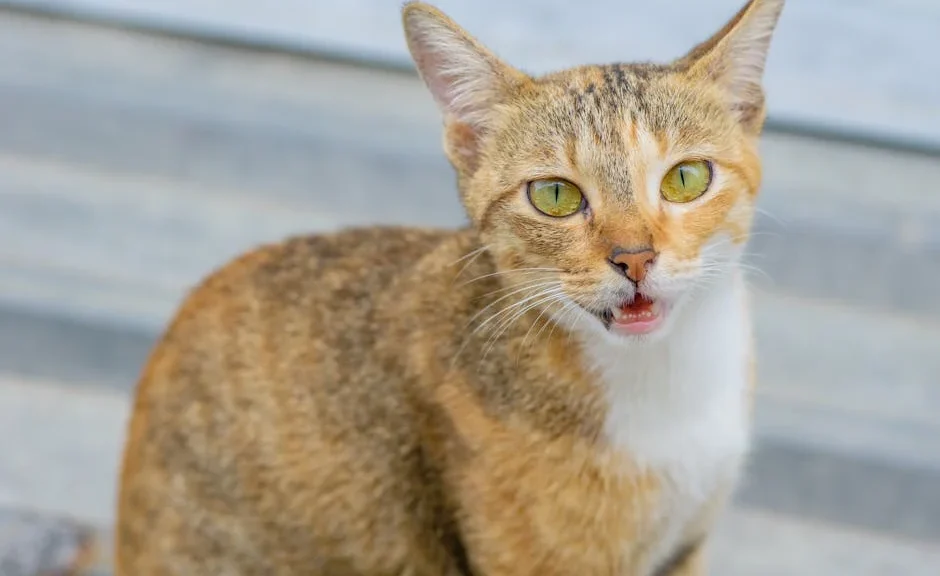 mon chat miaule bizarrement — mon chat miaule bizarrement