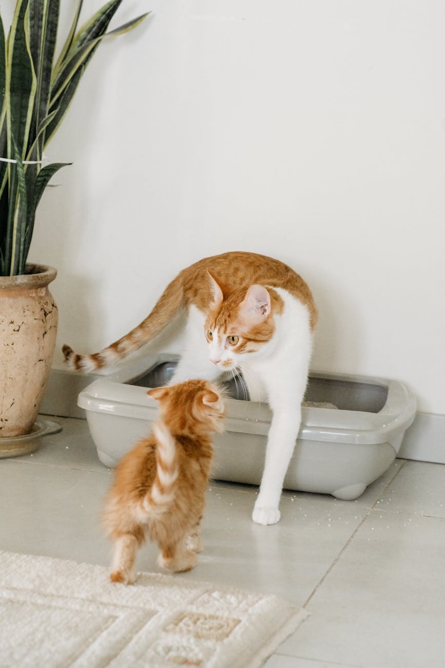 a mother and child orange tabby cats