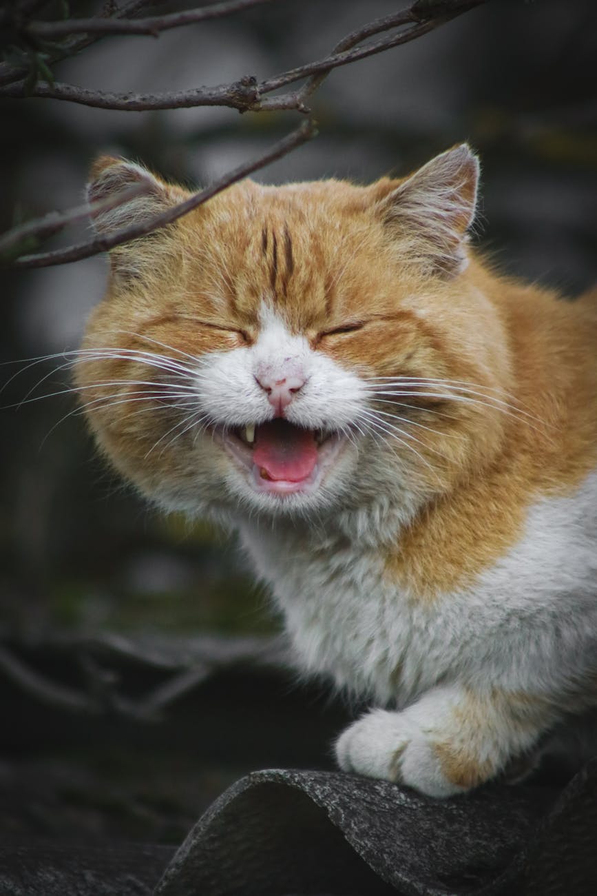portrait of ginger cat
