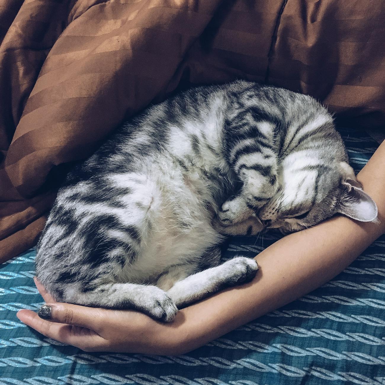 silver tabby cat besides person s arm