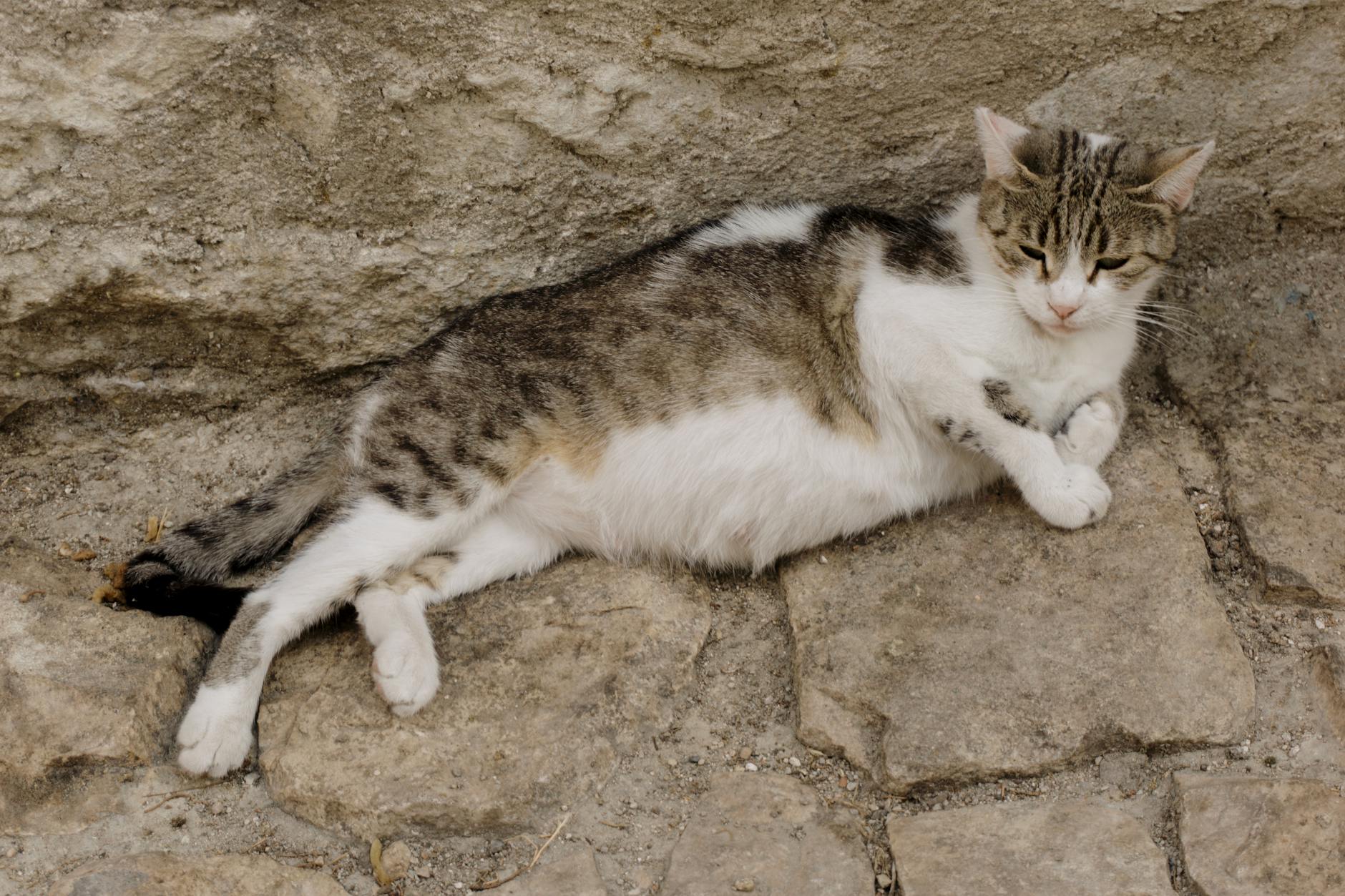 a cat laying on a stone wall
