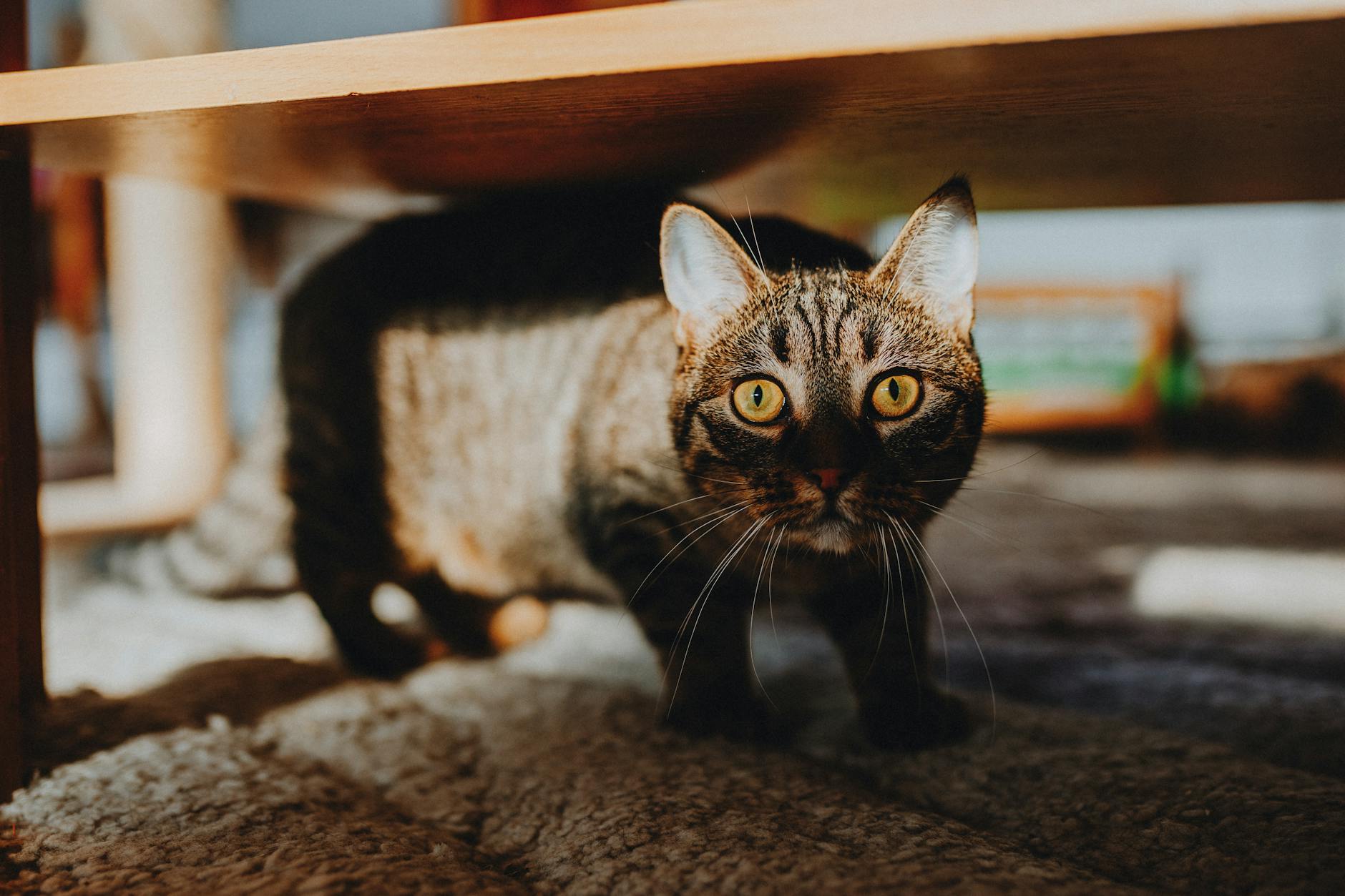 curious tabby cat under wooden furniture indoors