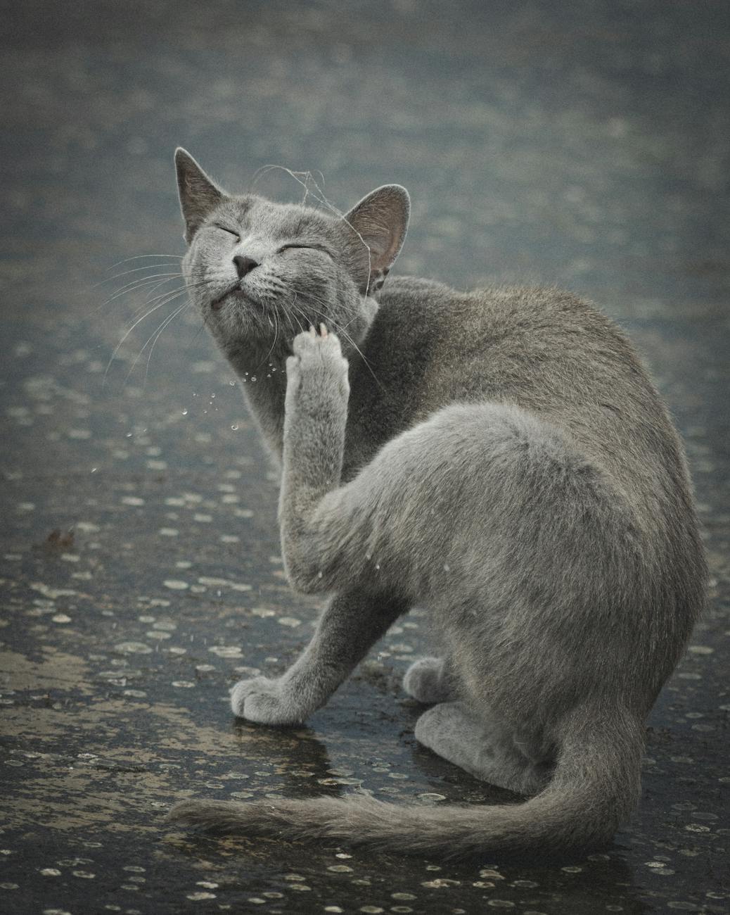 gray cat scratching itch on rainy street