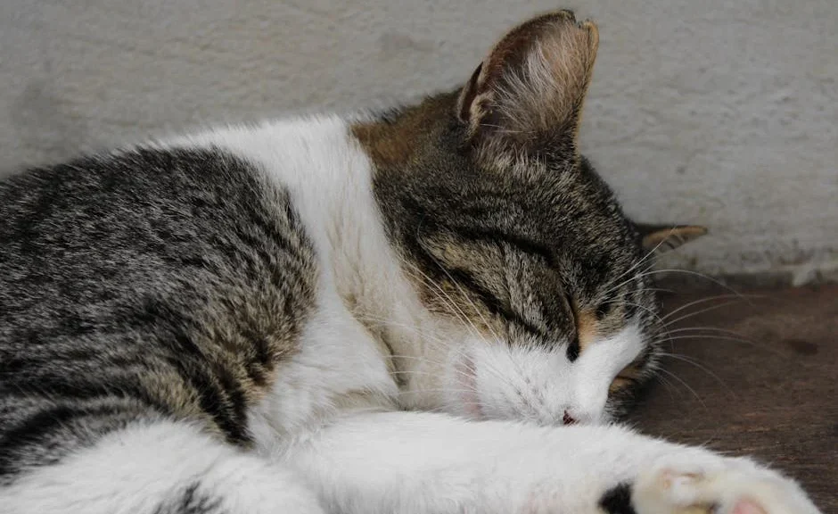 pourquoi mon chat dort sur moi ? — pourquoi mon chat dort sur moi ?