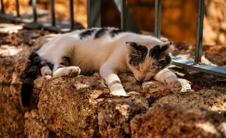 pourquoi mon chat dort sur moi ? — pourquoi mon chat dort sur moi ?