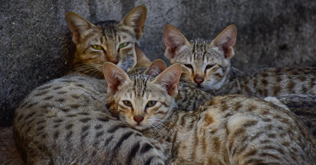 bruit qui attire les chats — Les sons fascinants qui captivent l'attention de votre chat