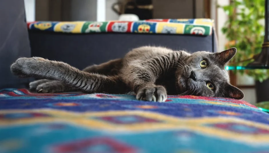 chat hoquet spasme — chat hoquet spasme