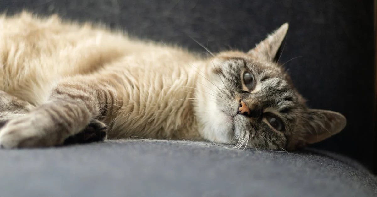 chat qui a le hoquet — Comprendre et gérer le hoquet chez votre chat