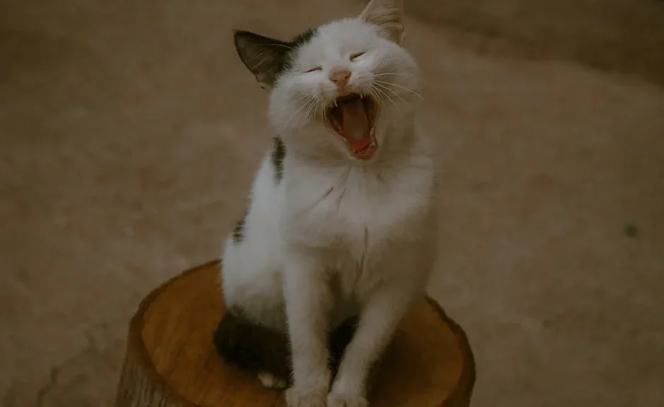 comment savoir si mon chat est heureux — comment savoir si mon chat est heureux