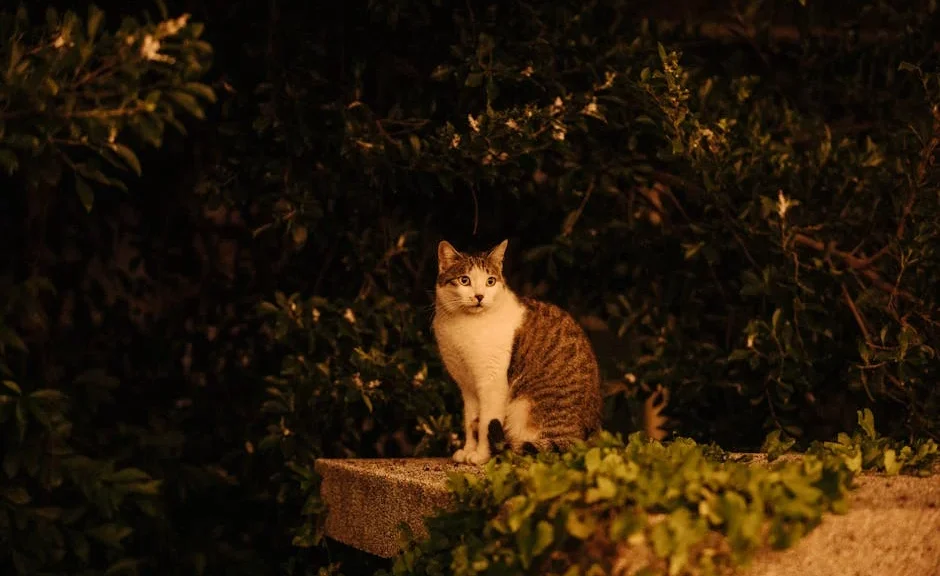 pourquoi mon chat est agité la nuit — pourquoi mon chat est agité la nuit