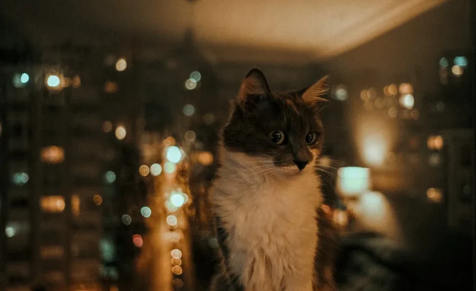 pourquoi mon chat est agité la nuit — pourquoi mon chat est agité la nuit