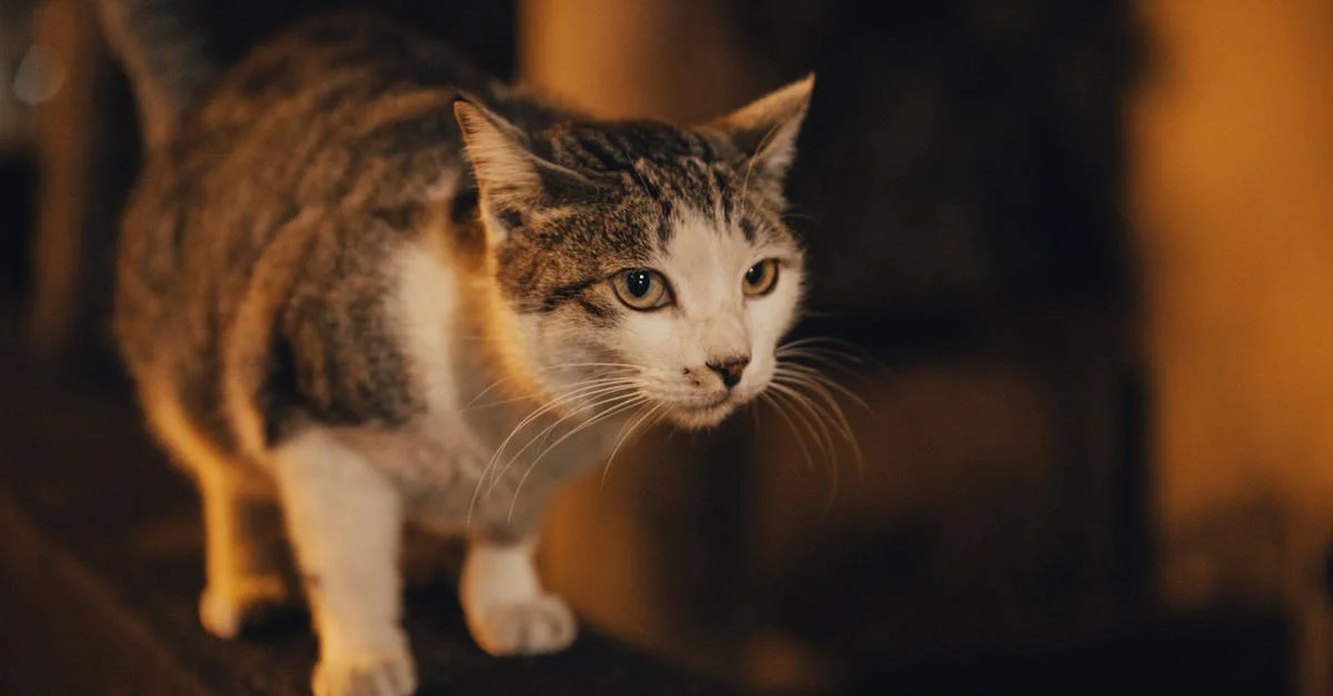 pourquoi mon chat est agité la nuit — Démystifier l'agitation nocturne chez votre chat : 7 causes révélatrices