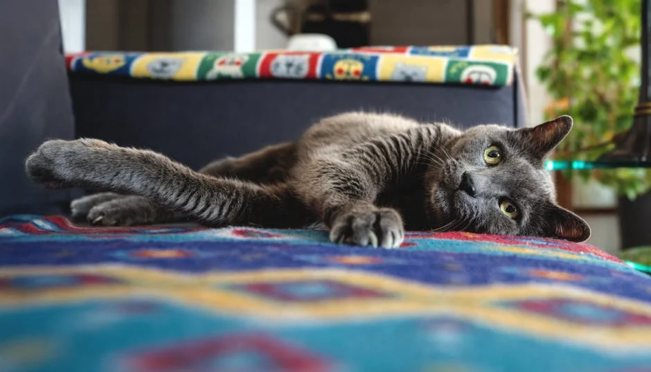 un chat peut il avoir le hoquet — un chat peut il avoir le hoquet