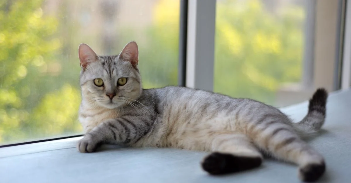 mon chat a le hoquet que faire — Comprendre le hoquet chez les chats : Guide complet
