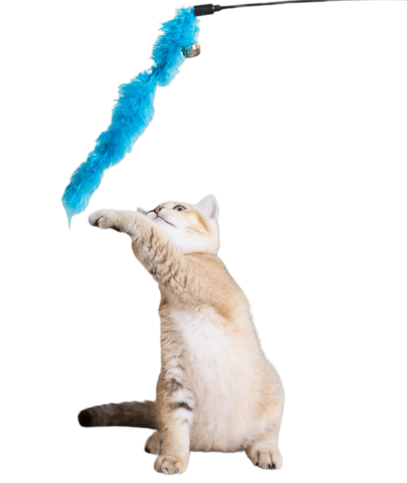 Accessoire chat Alpha Miaou - produit bien-être félin qualité premium
